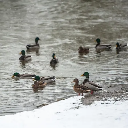 Zamek Piastowski W Raciborzu 3* Racibórz